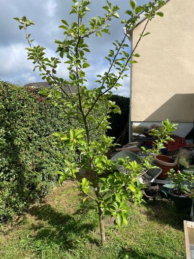 Apple tree