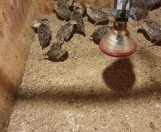 Pheasants Polts