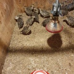 Pheasants Polts