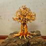 Bonsai Tree Baobab Style Medium Image 2