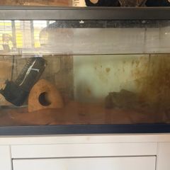 fish tank
