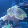 Toadstool Image 3
