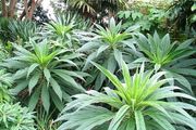 echium plants