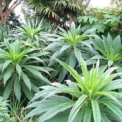 echium plants