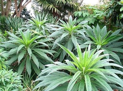 echium plants