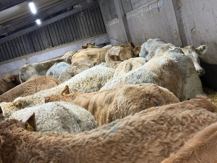 Charolais Weanlings