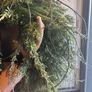 Stunning over 70 cm faux wreath vintage bow and antlers Image 6