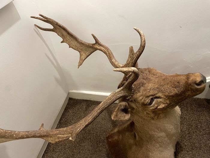 Fallow buck deer stag shoulder mount taxidermy 3