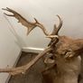 Fallow buck deer stag shoulder mount taxidermy 3 Image 6