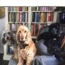 Pet minder in the comfort of their own homes. Image 6
