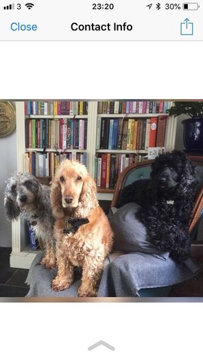 Pet minder in the comfort of their own homes.