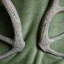 Deer Antlers (30" high) Image 6