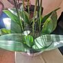 orchid. flower Image 8