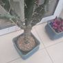 Cactus plant 110cm Image 4