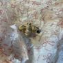 Avoca Bee brooch Image 2