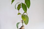 Bonsai-style avocado tree