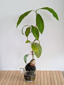 Bonsai-style avocado tree