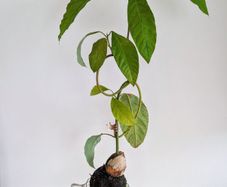 Bonsai-style avocado tree