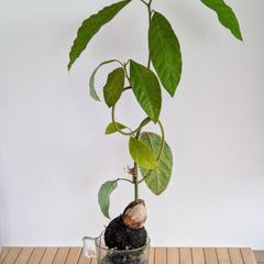 Bonsai-style avocado tree