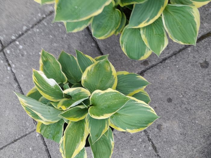 Hosta Plants