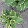 Hosta Plants Image 5