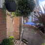 Bay Trees Image 7