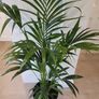 Kentia palm Image 4