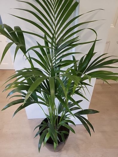 Kentia palm