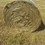 Top quality hay Image 3