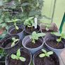Sunflowers Image 2