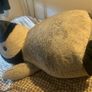Giant Penguin Teddy (3 foot x 2 foot ) Image 3