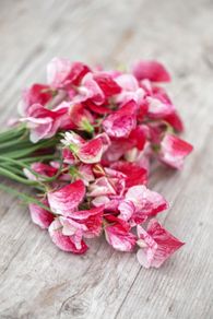 (S) Sweet Pea Old Spice America seeds 1g (approx. 10 seeds) (414826)