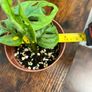 Monstera adansonii house plant Image 3