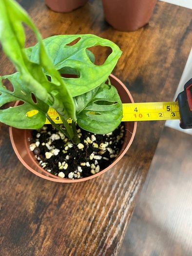 Monstera adansonii house plant