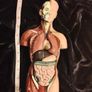 Vintage human anatomical torso model Image 9