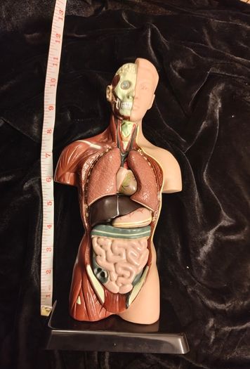 Vintage human anatomical torso model