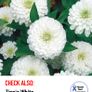 Over 25 types of Zinnia seeds from 1 euro Image 5