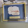 Fish fossil Image 2
