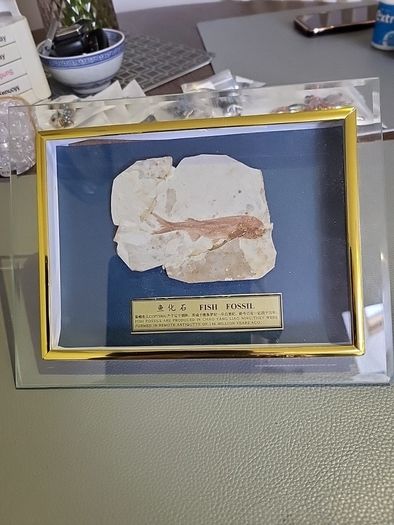 Fish fossil