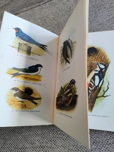 Birds in Colour by Bruce Campbell 1974 hardback with dustcover in good condition with some signs of wear on the dustcover see photos over 200 colour illustrations FREE STANDARD POSTAGE INCLUDED
