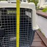 Dog Flight Crate Image 5