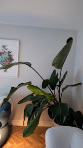 Bird of paradise plant