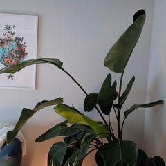 Bird of paradise plant