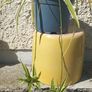 Spider plant Image 3