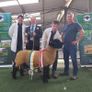 Genuine Suffolk Rams Athenry Sale Image 2
