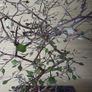 Bonsai Image 3