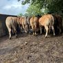 Cattle Image 3
