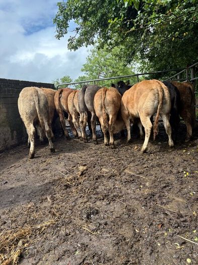Cattle