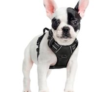 Dog Harness Small Dog, No Pull Vest with Front Clip & Handle