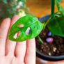 plant Image 2
